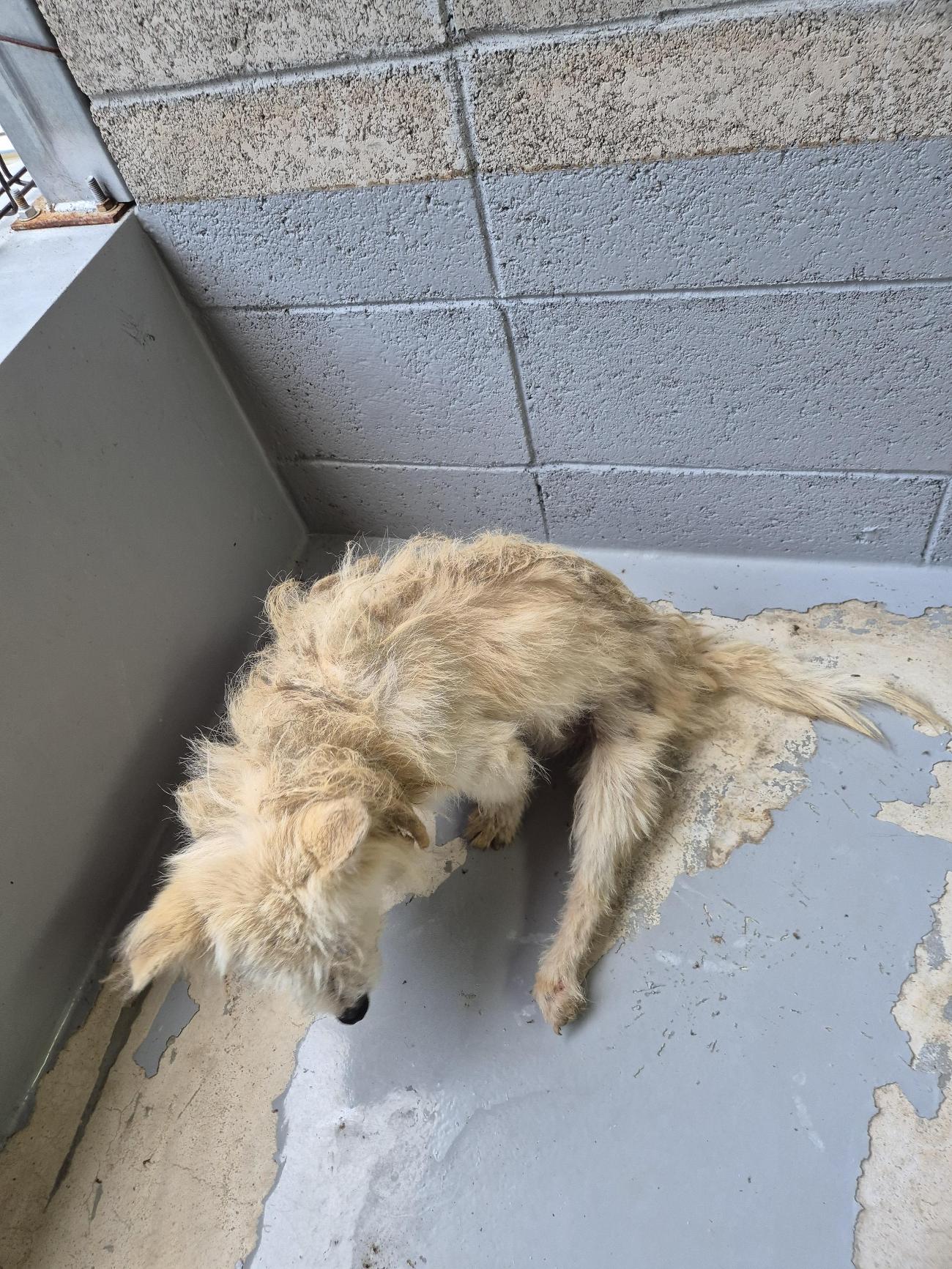 인제군동물보호센터_442433202500560